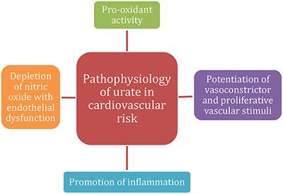 The Role of Urate in Cardiovascular Risk in Adolescents and Young Adults With Hypertension, Assessed by Pulse Wave Velocity